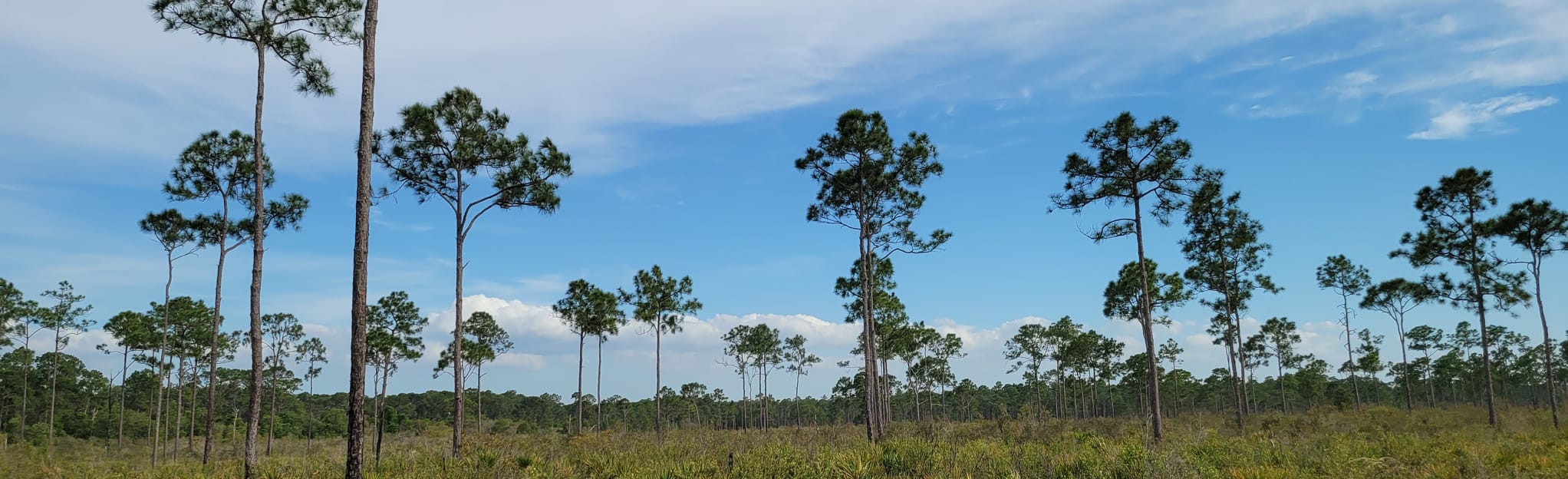 Arbuckle Tract Yellow Trail, Florida 50 Reviews, Map AllTrails