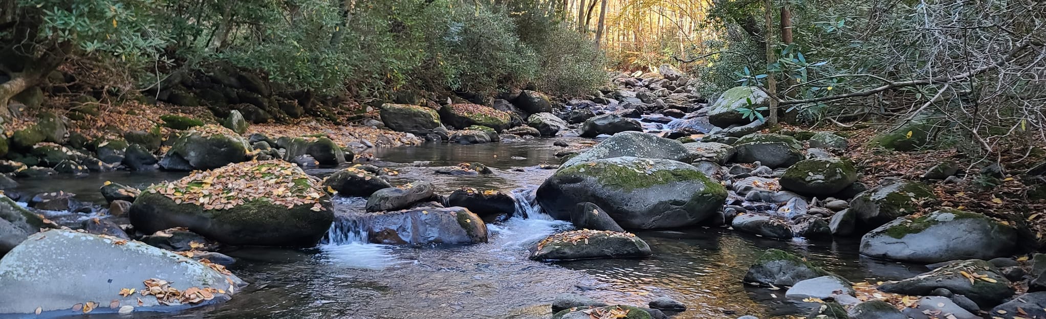 Porters Creek Trail, Tennessee 1,398 Reviews, Map AllTrails