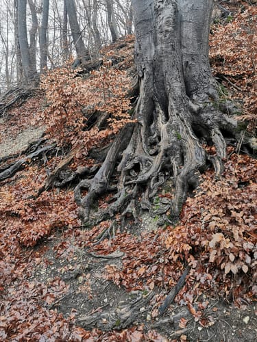 Elm Rundwanderweg 27 (Reitlings-Rundweg)