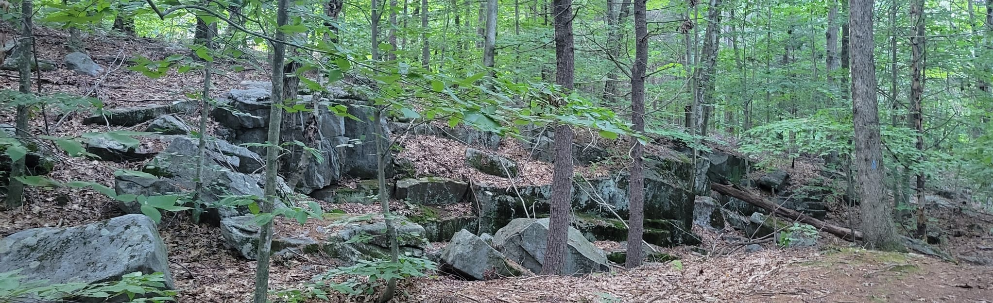 Spice Hill Woods, Connecticut 20 Reviews, Map AllTrails