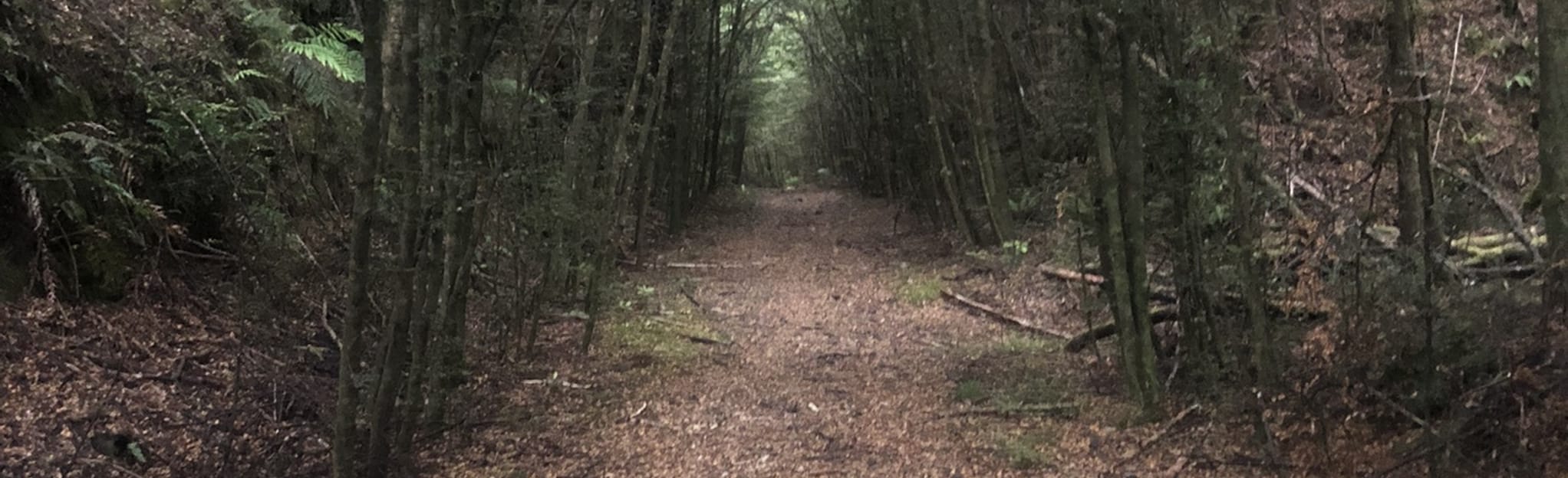 Pillars of Hercules MTB Loop 34 foto Waikato, Nuova Zelanda AllTrails