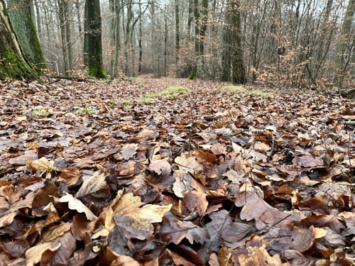 Schwalmtal Rundweg 1 - Zum Aussichtsturm auf der Altenburg
