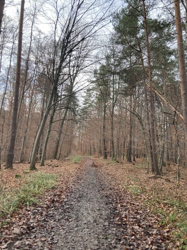 Firstwaldrunde (Premiumwanderweg)