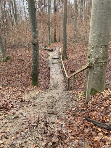 Firstwaldrunde (Premiumwanderweg)