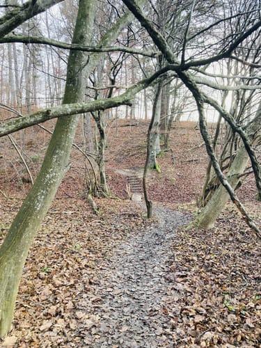 Firstwaldrunde (Premiumwanderweg)