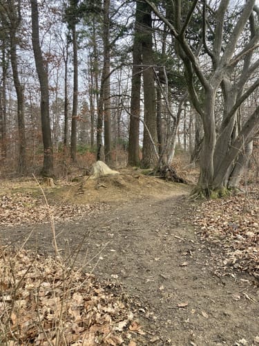 Firstwaldrunde (Premiumwanderweg)