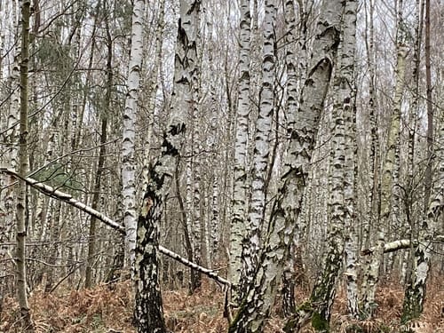 darf mn auf den lappwald rundwanderwegen auch fahrrad fahren