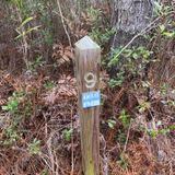 Neusiok Trail Middle Section, North Carolina - 43 Reviews, Map | AllTrails