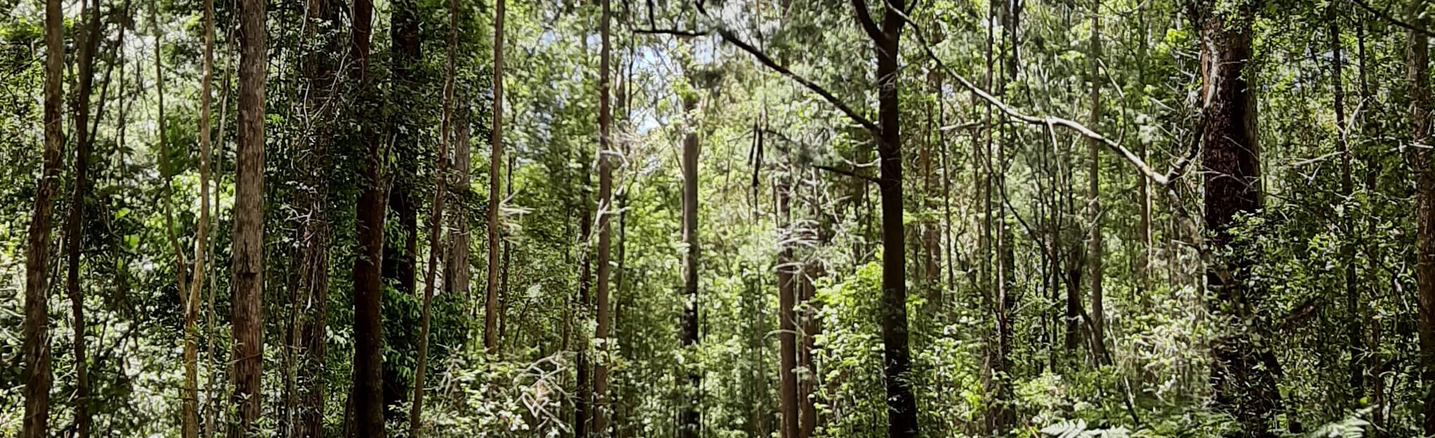 Flaxton Walkers Camp and Baxter Falls, 511 Fotos Queensland