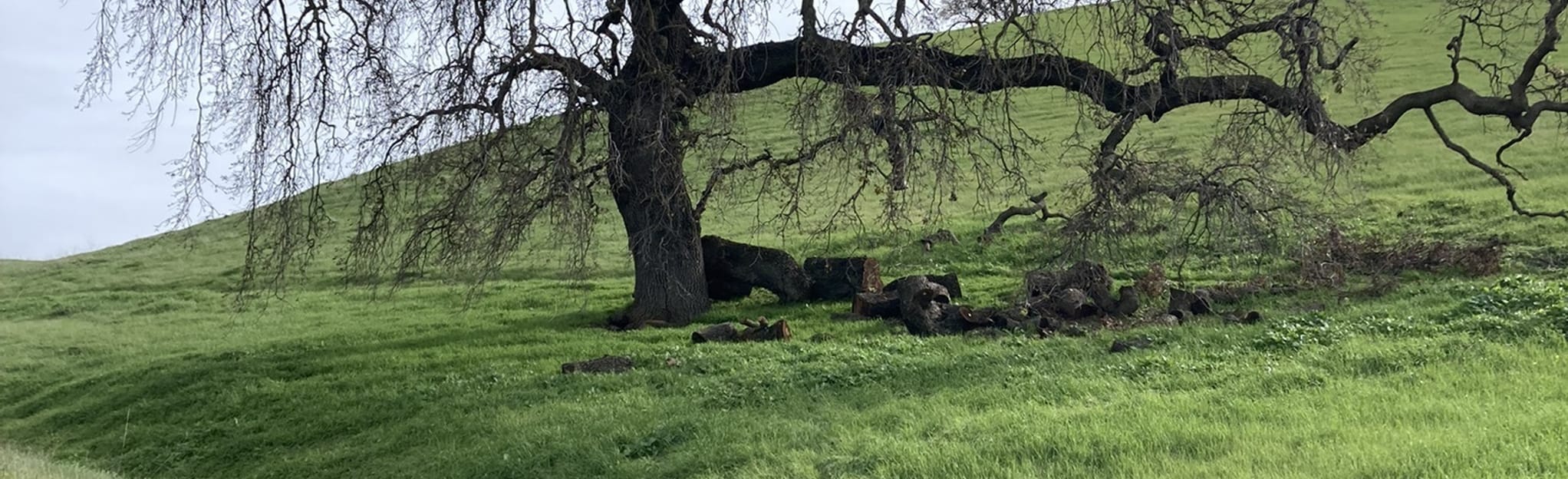 Lime Ridge North Loop 605 Reviews, Map California AllTrails