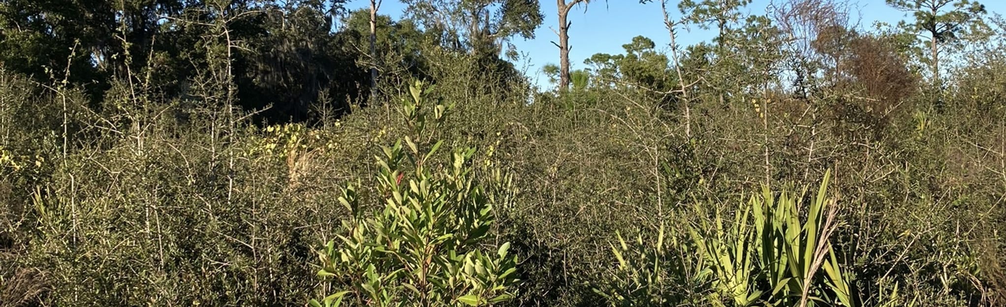 Fox Lake Equestrian Trail 8 Reviews, Map Florida AllTrails