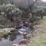 Olmstead Loop Trail and Knickerbocker Creek, California - 165 Reviews ...