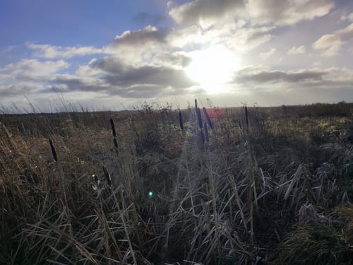Dörplinger Moor und Eider ab Pahlen