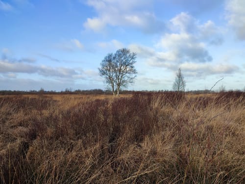 Dörplinger Moor und Eider ab Pahlen