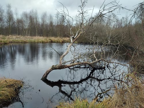 Dörplinger Moor und Eider ab Pahlen