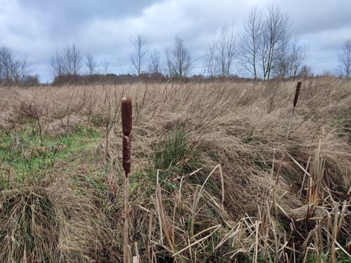 Dörplinger Moor und Eider ab Pahlen