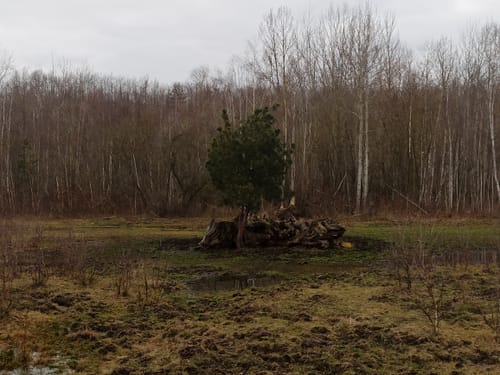 Rund um den Bockwitzer See