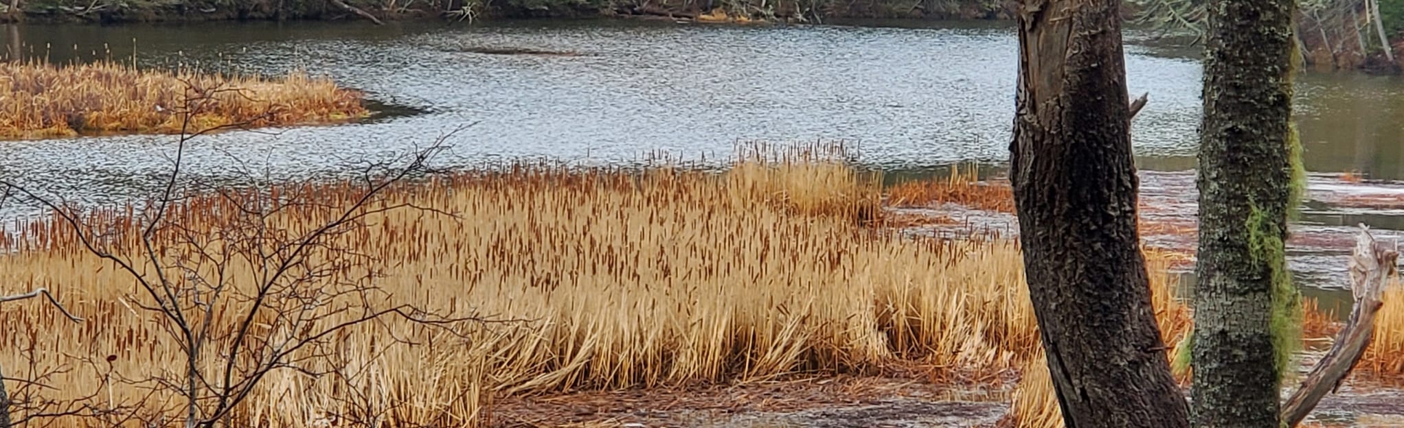 Winter River Hiking Trail Loop, Prince Edward Island, Canada 120