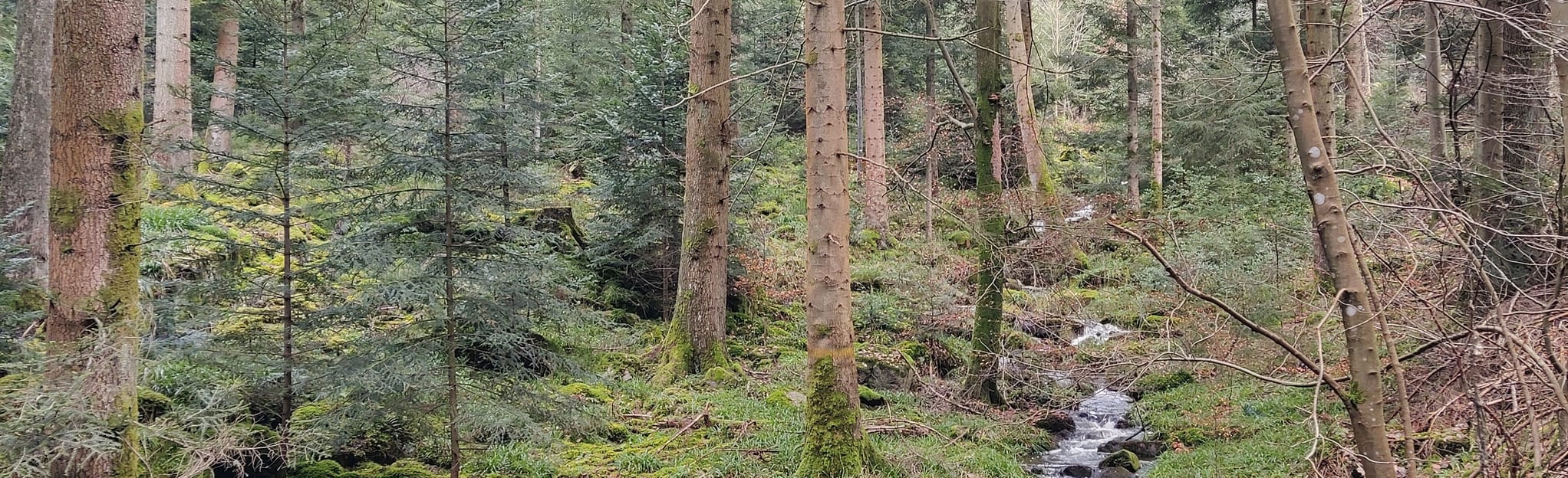Langenbrand Glasbrunnenweg Engelsbrand, BadenWuerttemberg, Germany