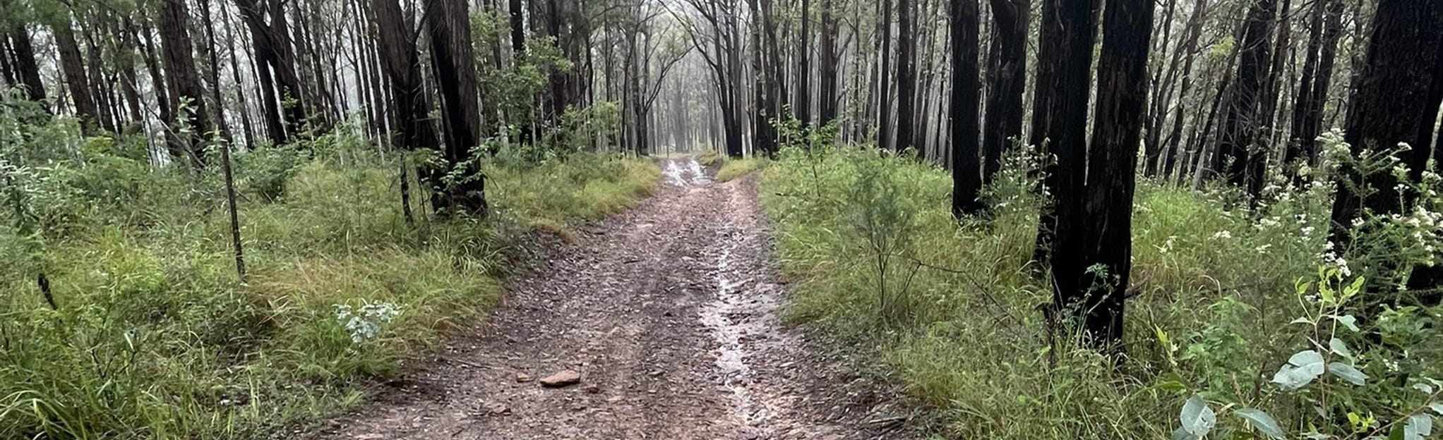 Bago Lookout Loop via Nine Tree Road, New South Wales, Australia 2 Reviews, Map AllTrails
