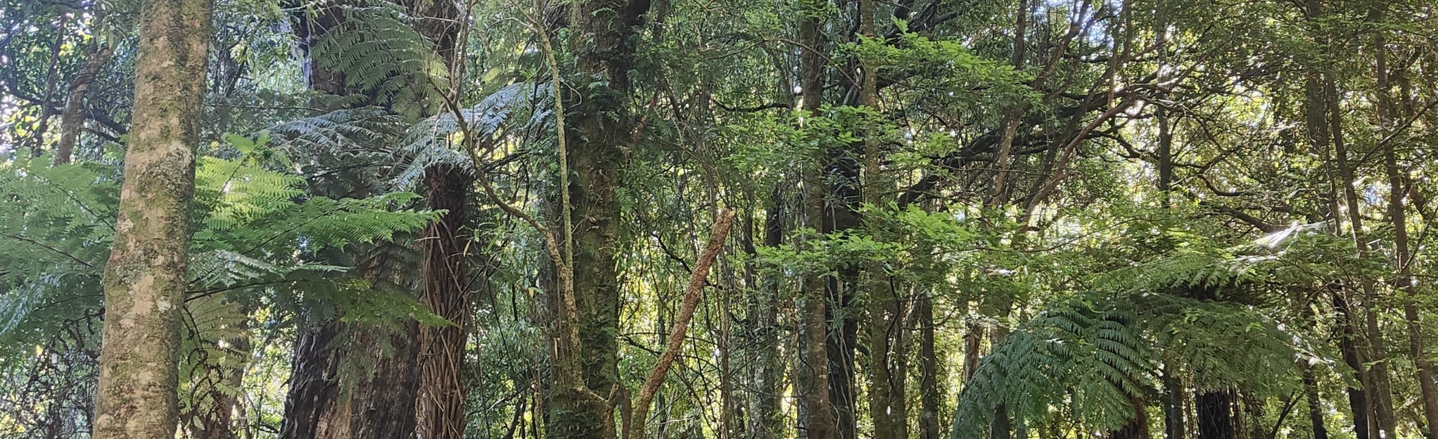 Waitahinga Dam Loop: 26 Reviews, Map - Manawatu-Wanganui, New Zealand ...
