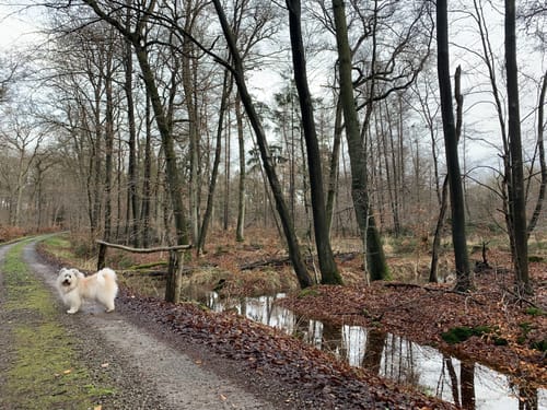 Malberg Rundwanderweg A5