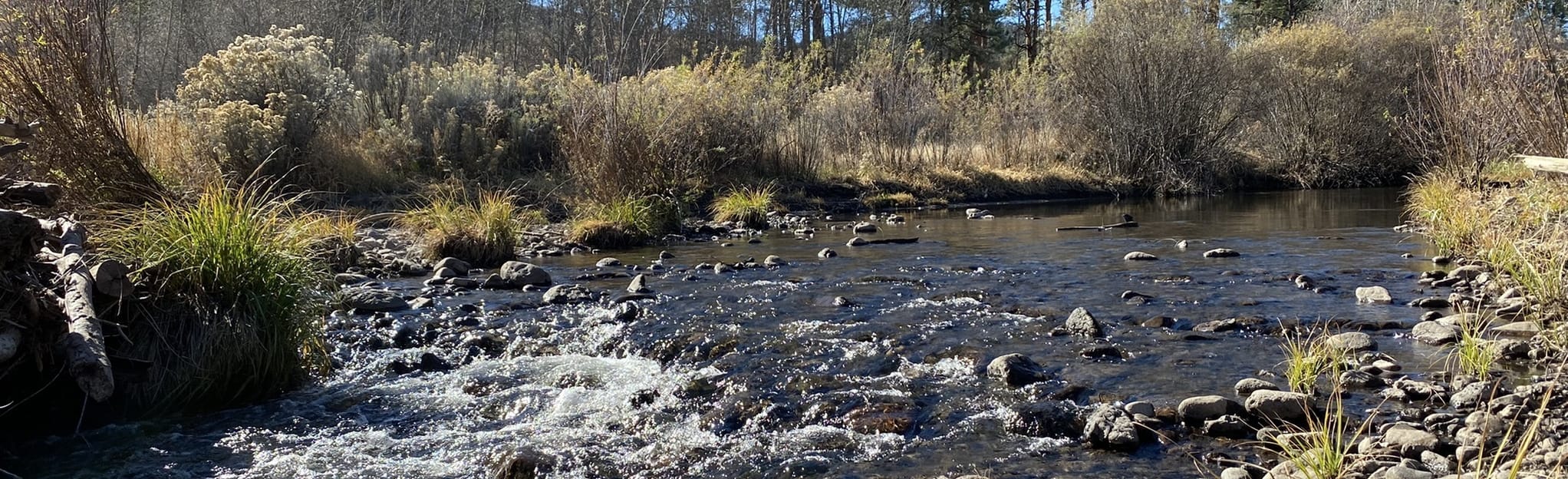 West Fork Loop 16 Reviews, Map New Mexico AllTrails