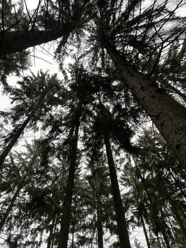 3-Gipfel Weg Hirschau