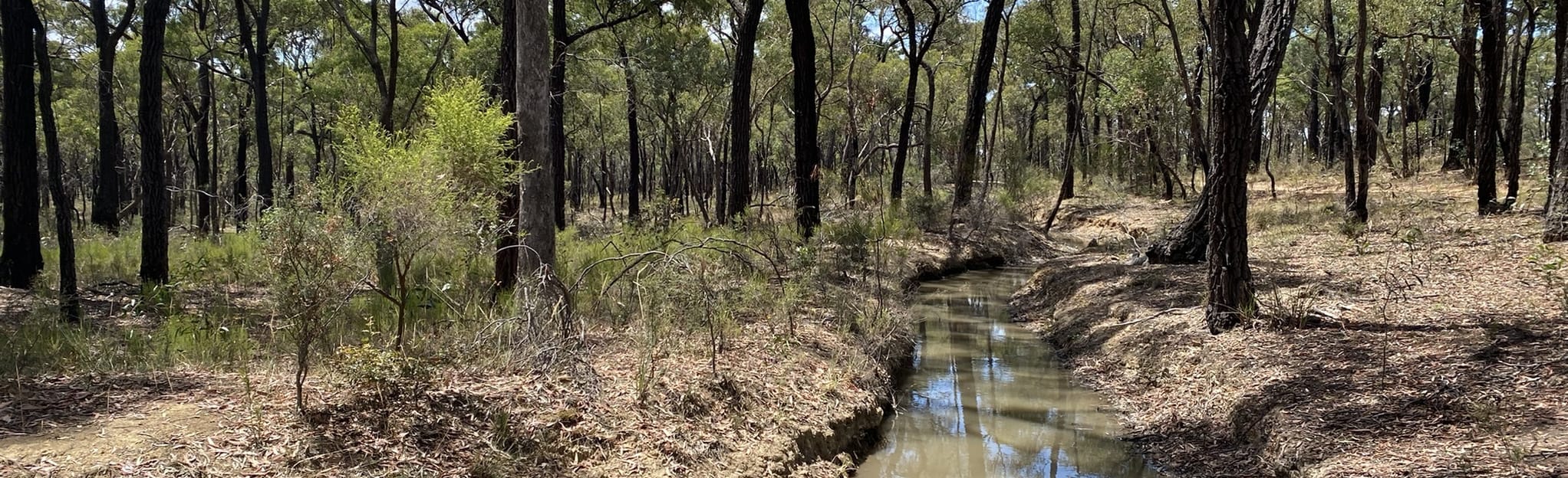 Bendigo Regional Park Circuit, Victoria, Australia 19 Reviews, Map AllTrails