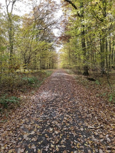 Bad Sobernheimer-Stadtwald