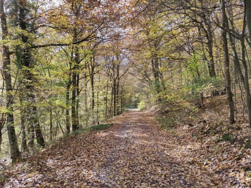 Bad Sobernheimer-Stadtwald