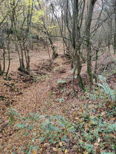 Bad Sobernheimer-Stadtwald