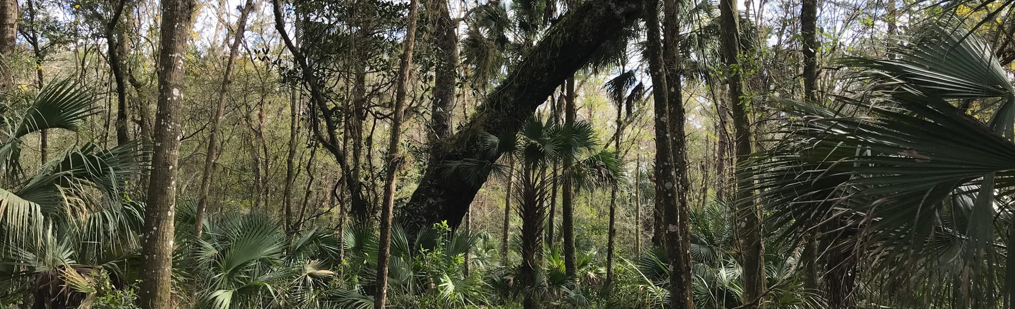 Starkey Park Nature Trail Florida - EyJidWNrZXQiOiJhc3NldHMuYWxsdHJhaWxzLmNvbSIsImtleSI6InVwbG9hZHMvcGhvdG8vaW1hZ2UvNDM5MjI0MjkvNDE0ODdkMmUyYTc0MDFiNmRhYzVlOGRiNjVhYTlmZGIuanBnIiwiZWRpdHMiOnsidG9Gb3JtYXQiOiJqcGVnIiwicmVzaXplIjp7IndpZHRoIjoyMDQ0LCJoZWlnaHQiOjYyNCwiZml0IjoiY292ZXIifSwicm90YXRlIjpudWxsLCJqcGVnIjp7InRyZWxsaXNRdWFudGlzYXRpb24iOnRydWUsIm92ZXJzaG9vdERlcmluZ2luZyI6dHJ1ZSwib3B0aW1pc2VTY2FucyI6dHJ1ZSwicXVhbnRpc2F0aW9uVGFibGUiOjN9fX0=