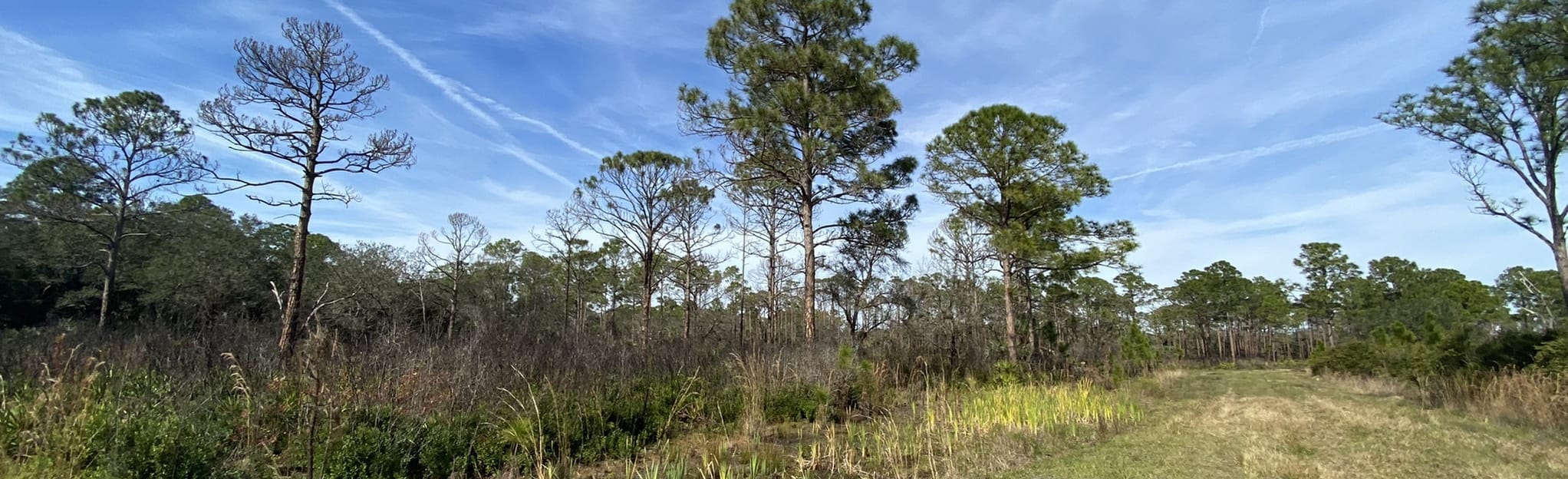 Walton Ranch Trail - Florida | AllTrails