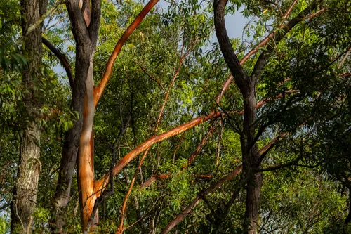 Best Hikes and Trails in Neranwood AllTrails