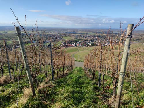 Neuweierweg zum Büchelberg