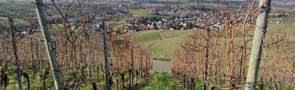 Neuweierweg zum Büchelberg, 20 Fotos - Baden-Württemberg, Germany |  AllTrails