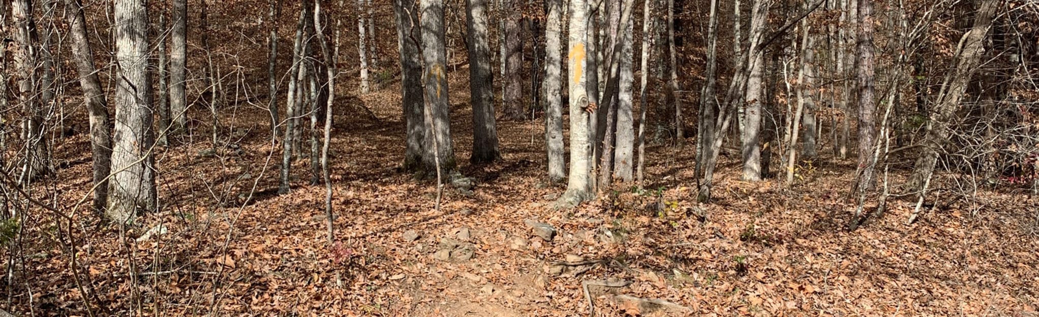 Pam's Grotto Waterfall Trail Arkansas AllTrails