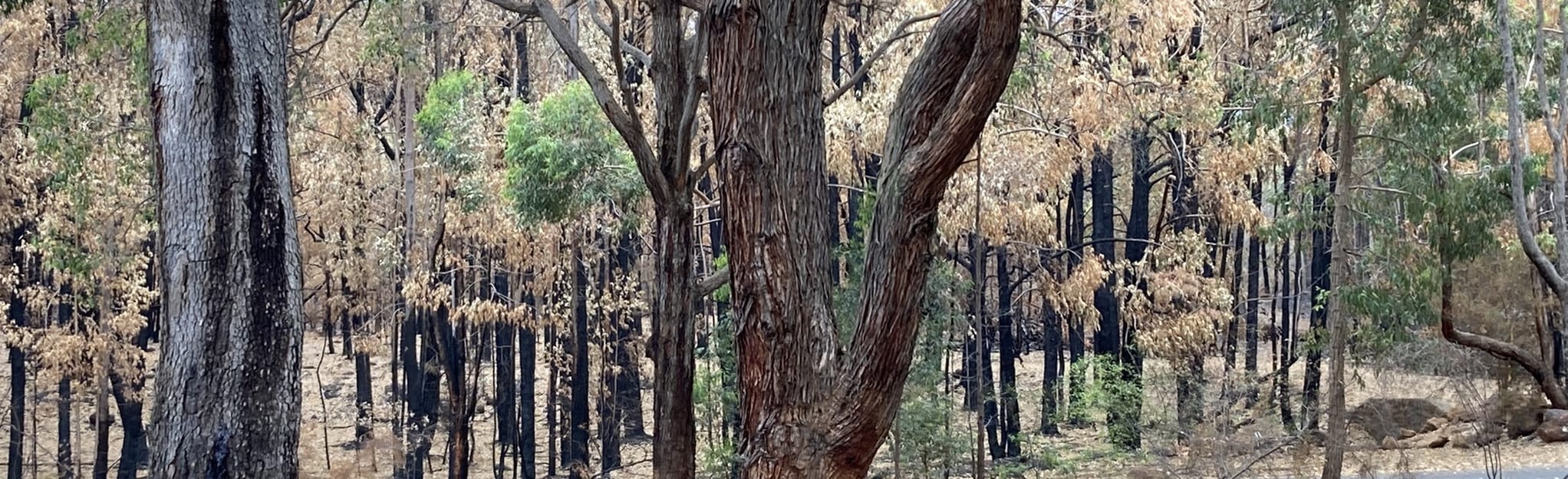 Fox, Yellow Brick Road, Lover's Lane, Woodley's and Spine Loop, Western