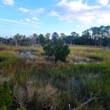 Castaway Island Preserve Walk, Florida - 191 Reviews, Map | AllTrails