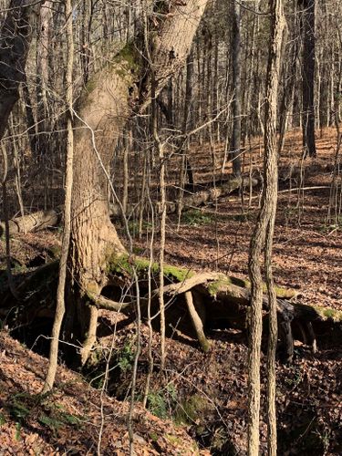 2023 Best Views Trails In Watson Mill Bridge State Park 