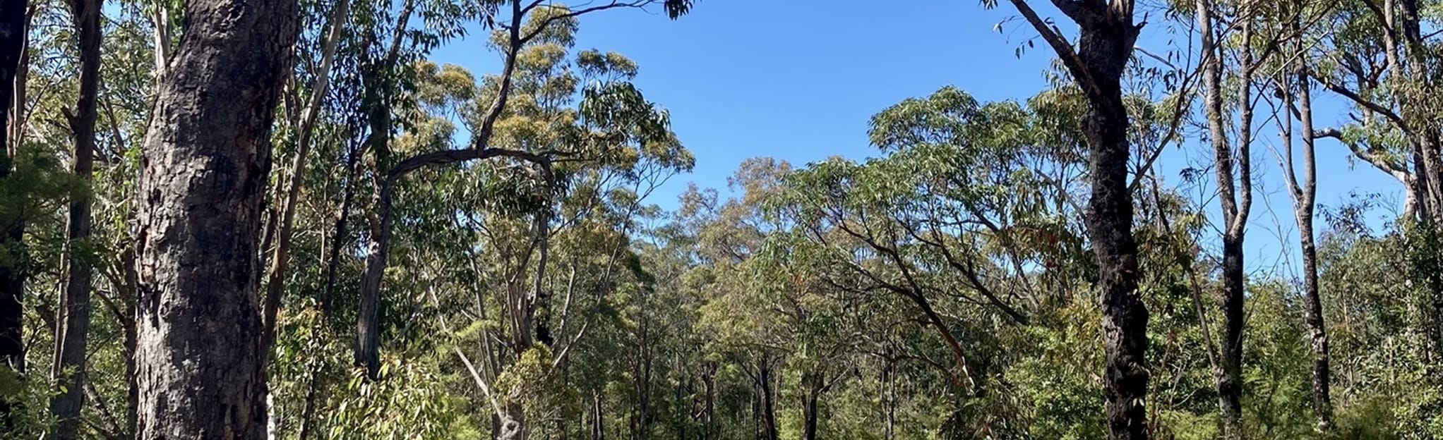 Grose Head South Lookout Long Loop 88 Reviews, Map New South Wales, Australia AllTrails
