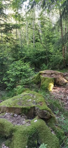Druidensteig Etappe 2: Herdorf - Daaden