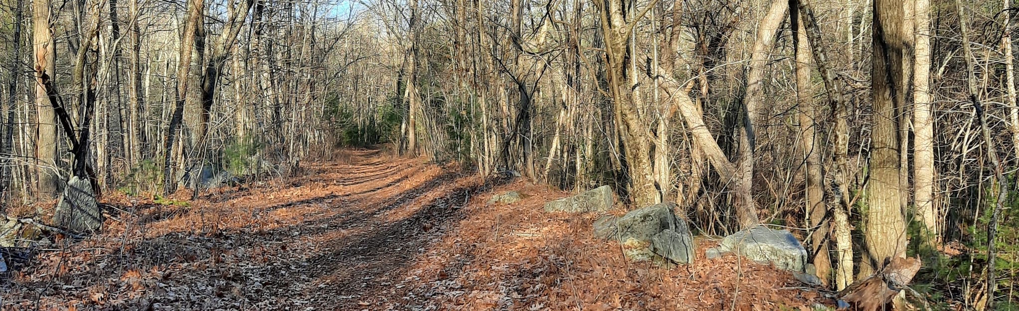 Flynt Quarry Trail, Massachusetts 86 Reviews, Map AllTrails