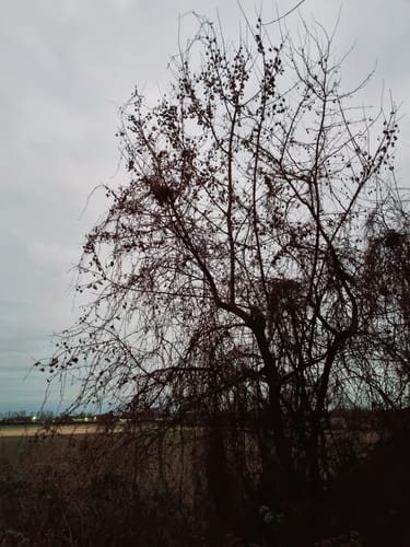 Rosellerheide - Hoisten - Allerheiligen