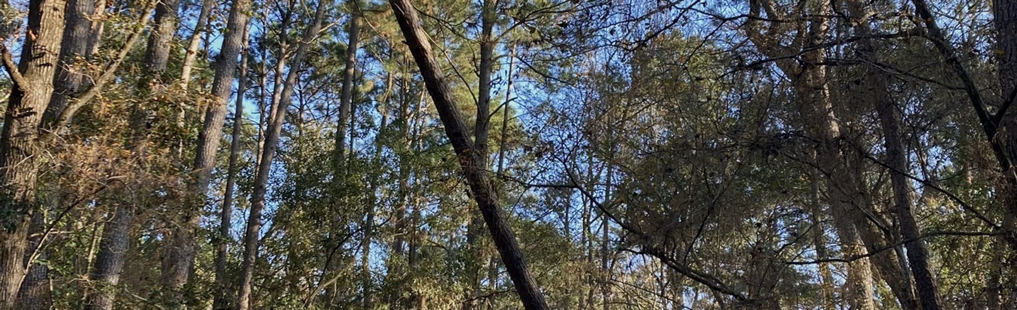 Kingwood Greenbelt Trails 28 Reviews, Map Texas AllTrails