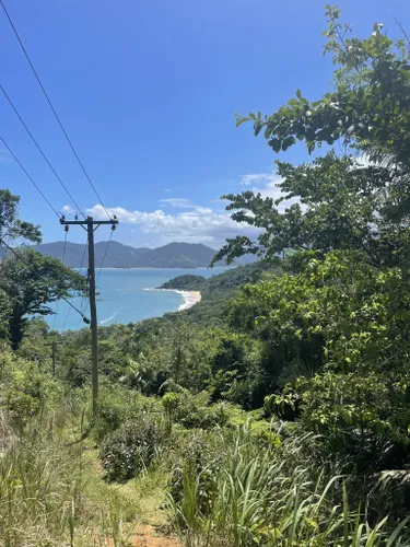 Exploring the Atlantic Forest near Ubatuba 