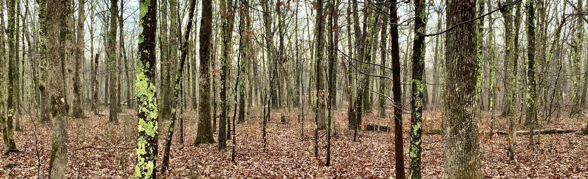 Tennessee's Hidden Gem: A Step Back in Time at May Prairie State Natural Area