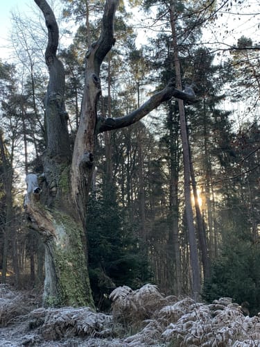 Kaufunger Wald: Rundweg 14 - Königs-Alm