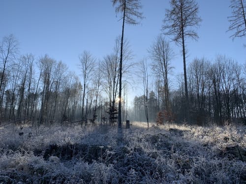 Kaufunger Wald: Rundweg 14 - Königs-Alm